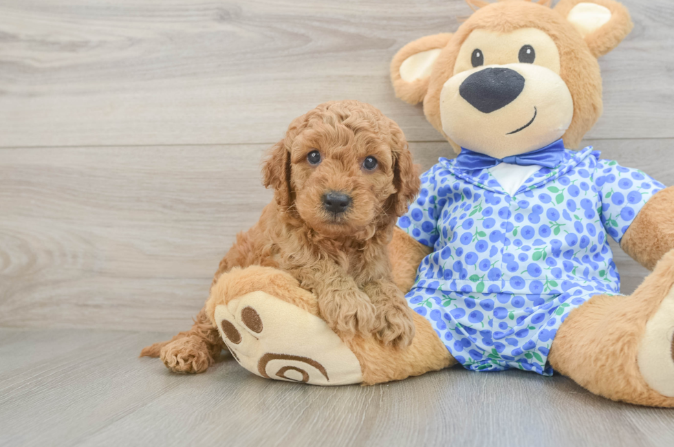 5 week old Mini Goldendoodle Puppy For Sale - Premier Pups