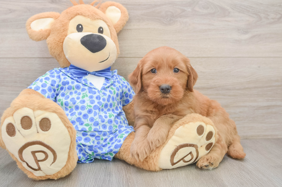 6 week old Mini Goldendoodle Puppy For Sale - Premier Pups