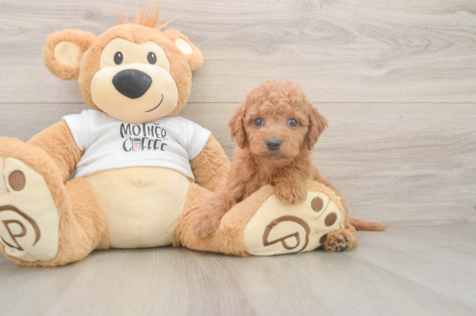 5 week old Mini Goldendoodle Puppy For Sale - Premier Pups