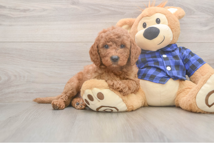 Mini Goldendoodle Puppy for Adoption