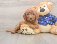 5 week old Mini Goldendoodle Puppy For Sale - Premier Pups