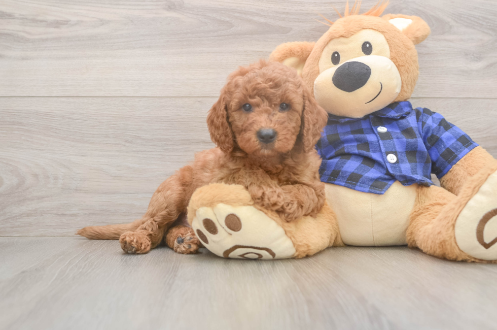5 week old Mini Goldendoodle Puppy For Sale - Premier Pups