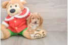 Mini Goldendoodle Puppy for Adoption