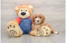 Mini Goldendoodle Puppy for Adoption