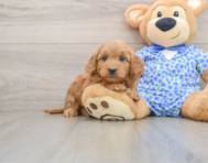 6 week old Mini Goldendoodle Puppy For Sale - Premier Pups