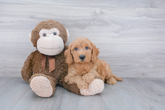 Energetic Golden Retriever Poodle Mix Puppy