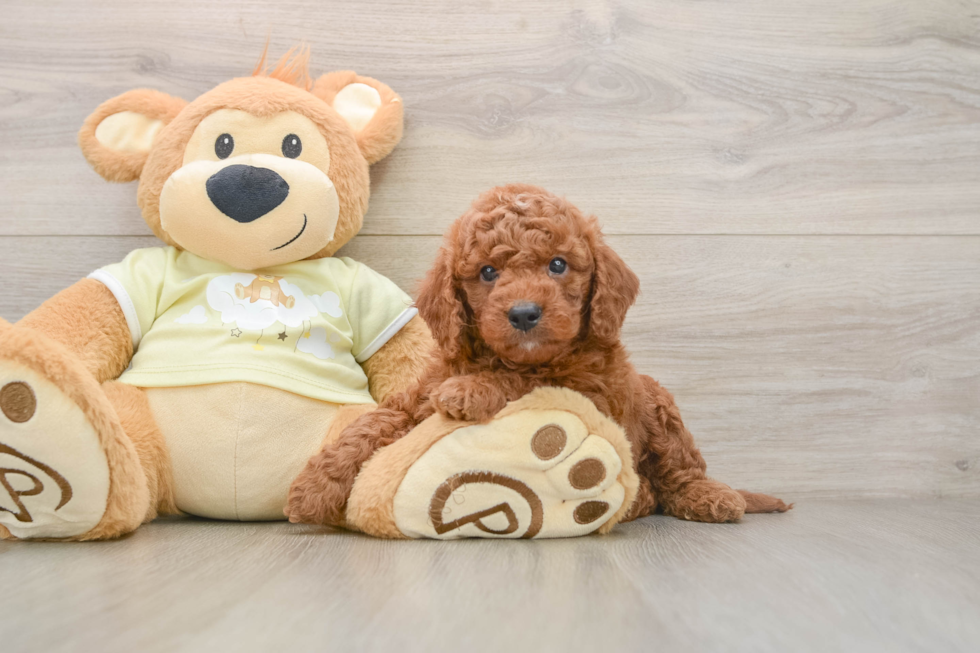 Best Mini Goldendoodle Baby