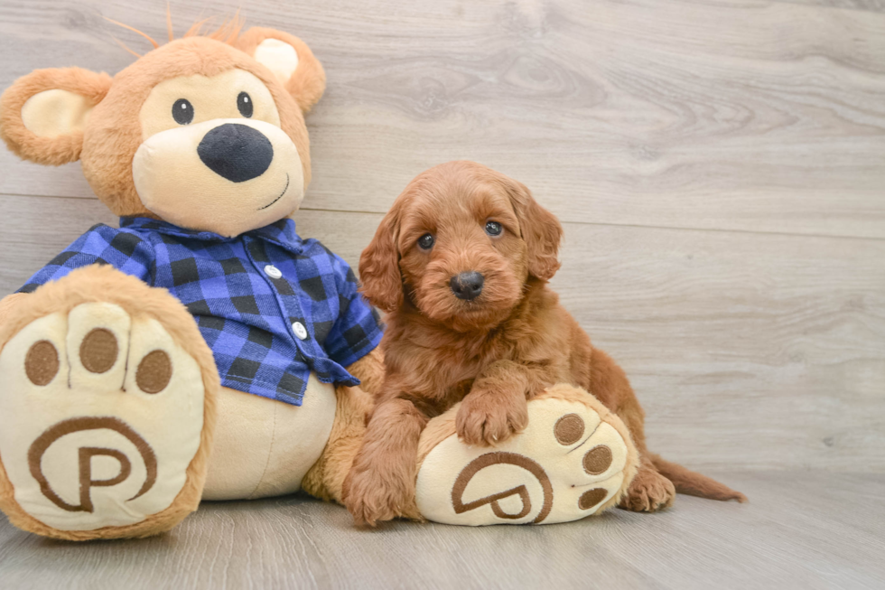 Energetic Golden Doodle Poodle Mix Puppy