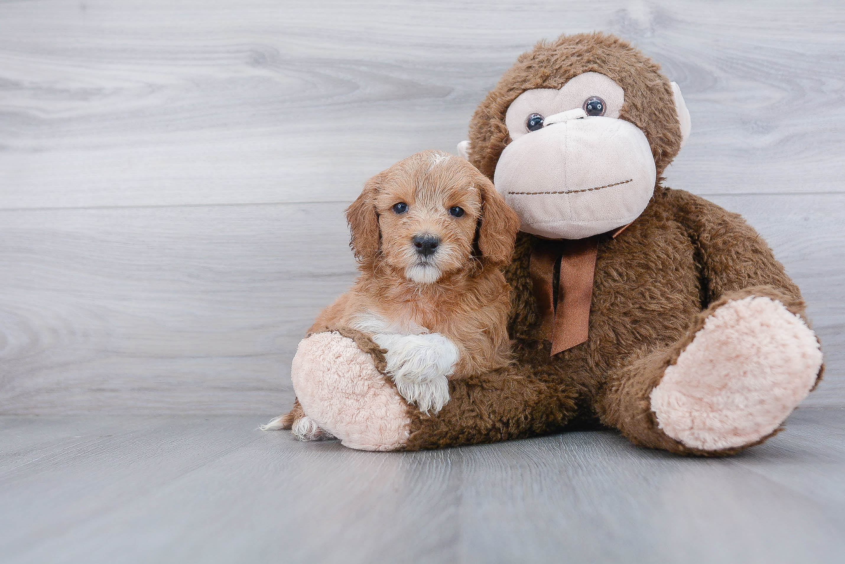 Energetic Golden Retriever Poodle Mix Puppy