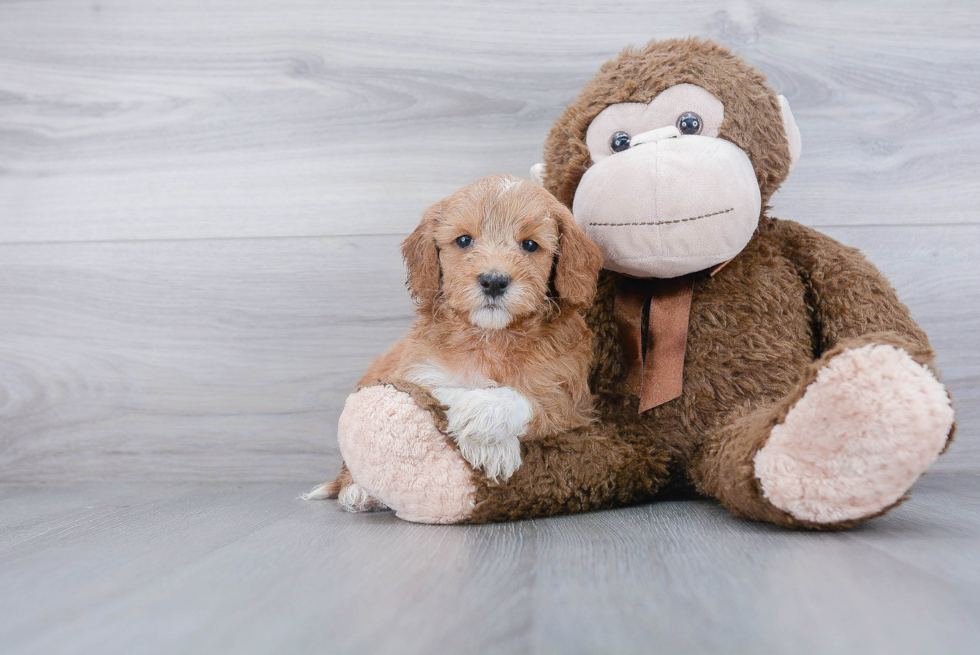 Energetic Golden Retriever Poodle Mix Puppy