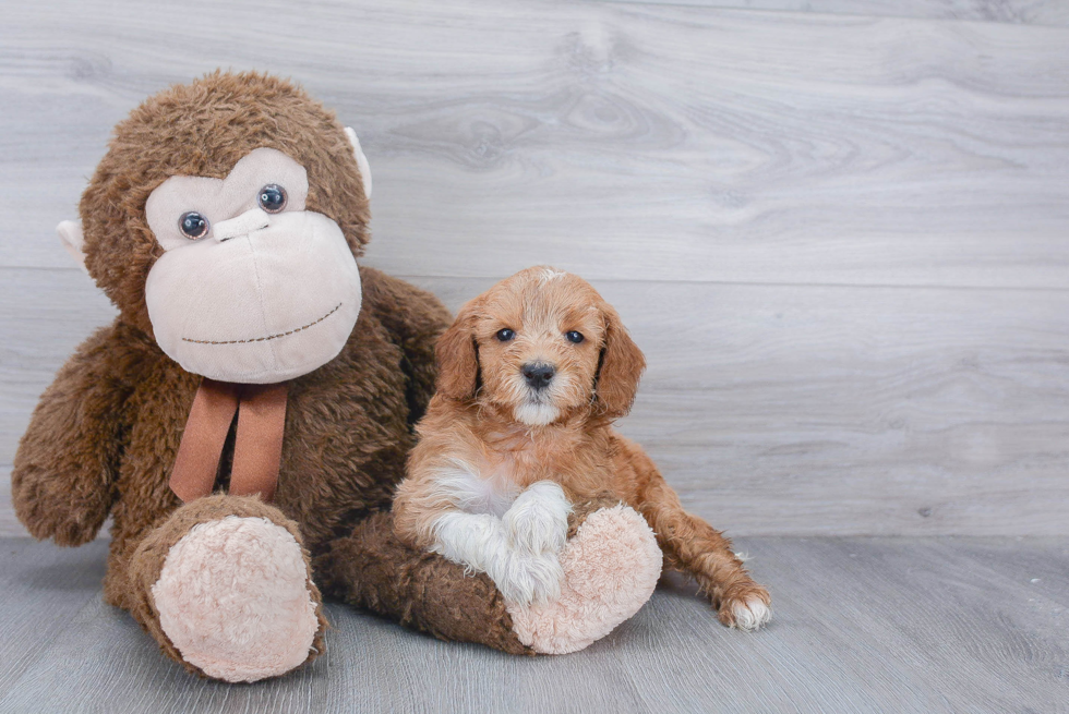 Little Golden Retriever Poodle Mix Puppy