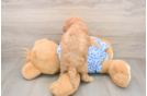 Petite Mini Goldendoodle Poodle Mix Pup