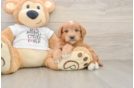 Mini Goldendoodle Pup Being Cute