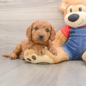 Playful Mini Groodle Poodle Mix Puppy