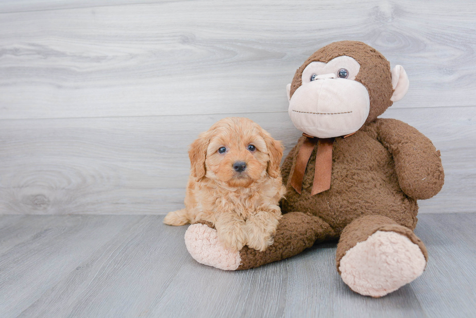 Best Mini Goldendoodle Baby