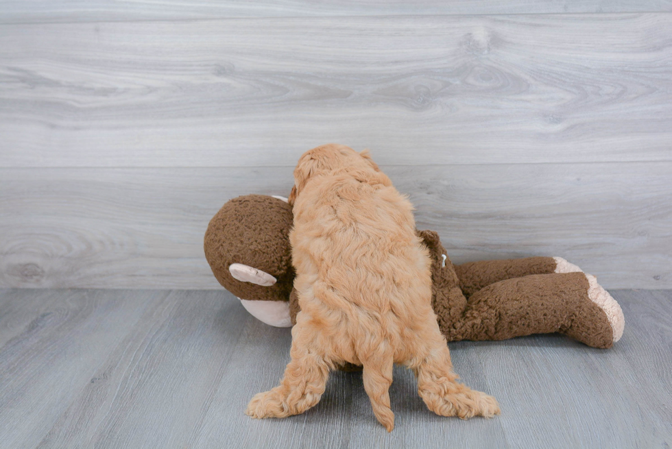 Mini Goldendoodle Puppy for Adoption