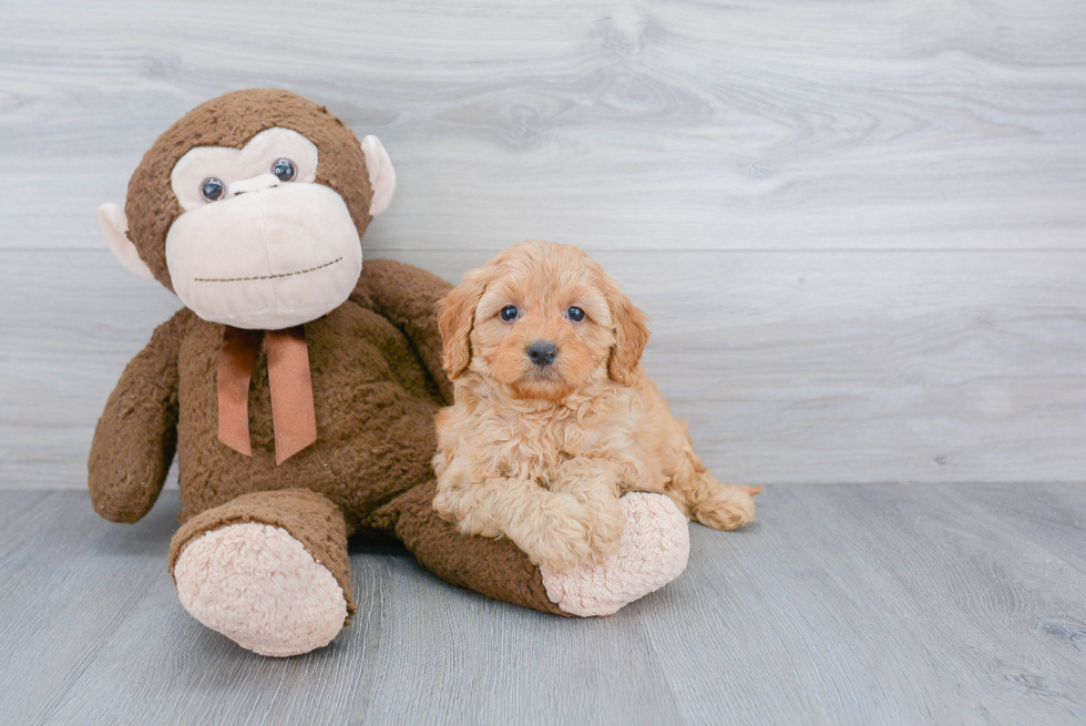 Funny Mini Goldendoodle Poodle Mix Pup