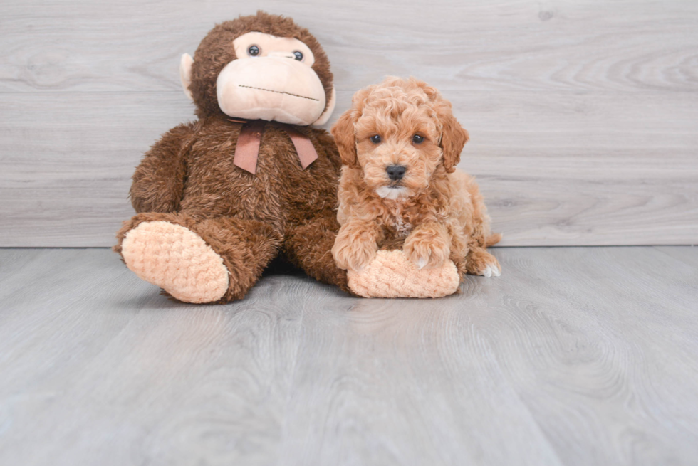 Mini Goldendoodle Puppy for Adoption