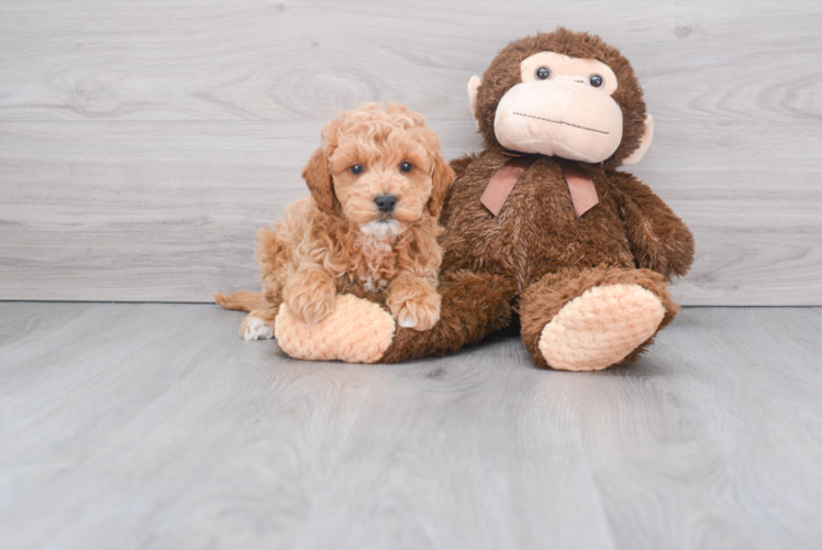 Smart Mini Goldendoodle Poodle Mix Pup