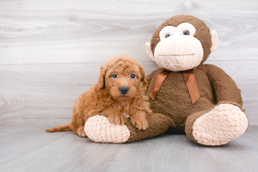 Friendly Mini Goldendoodle Baby