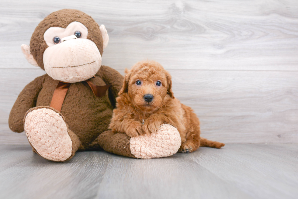 Fluffy Mini Goldendoodle Poodle Mix Pup