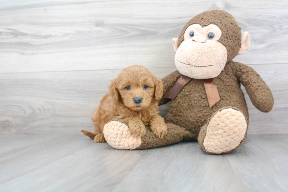 Best Mini Goldendoodle Baby