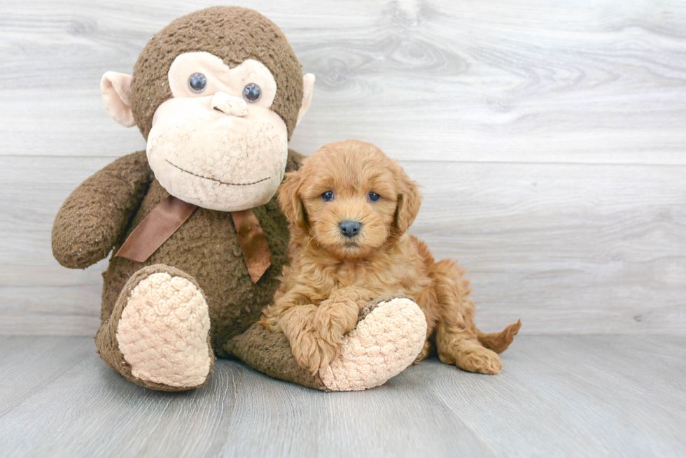 Mini Goldendoodle Pup Being Cute