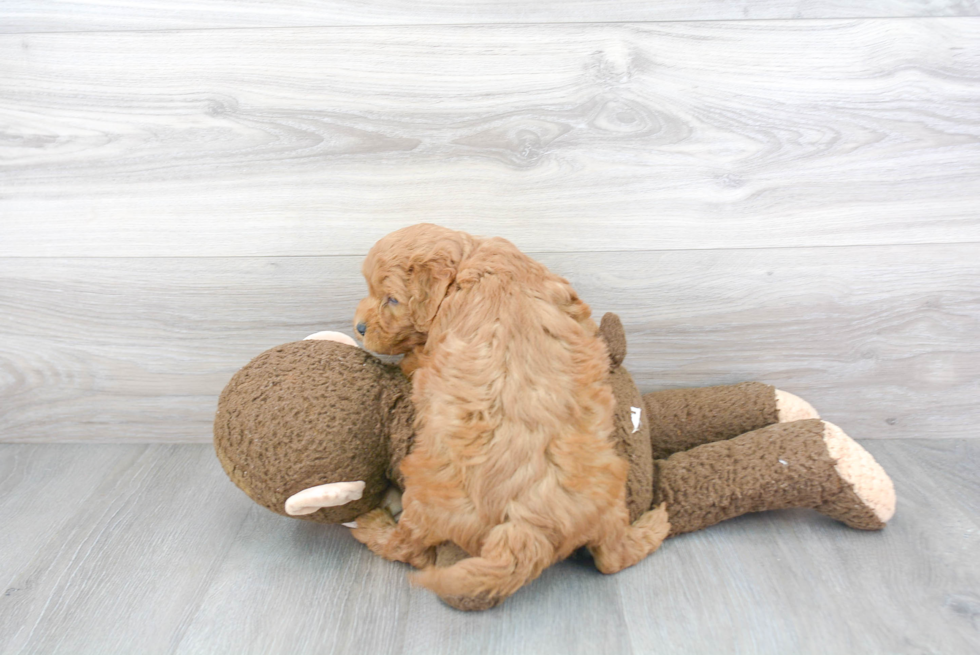 Popular Mini Goldendoodle Poodle Mix Pup