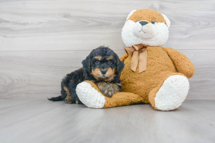 Mini Goldendoodle Pup Being Cute