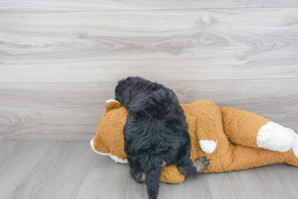 Mini Goldendoodle Puppy for Adoption