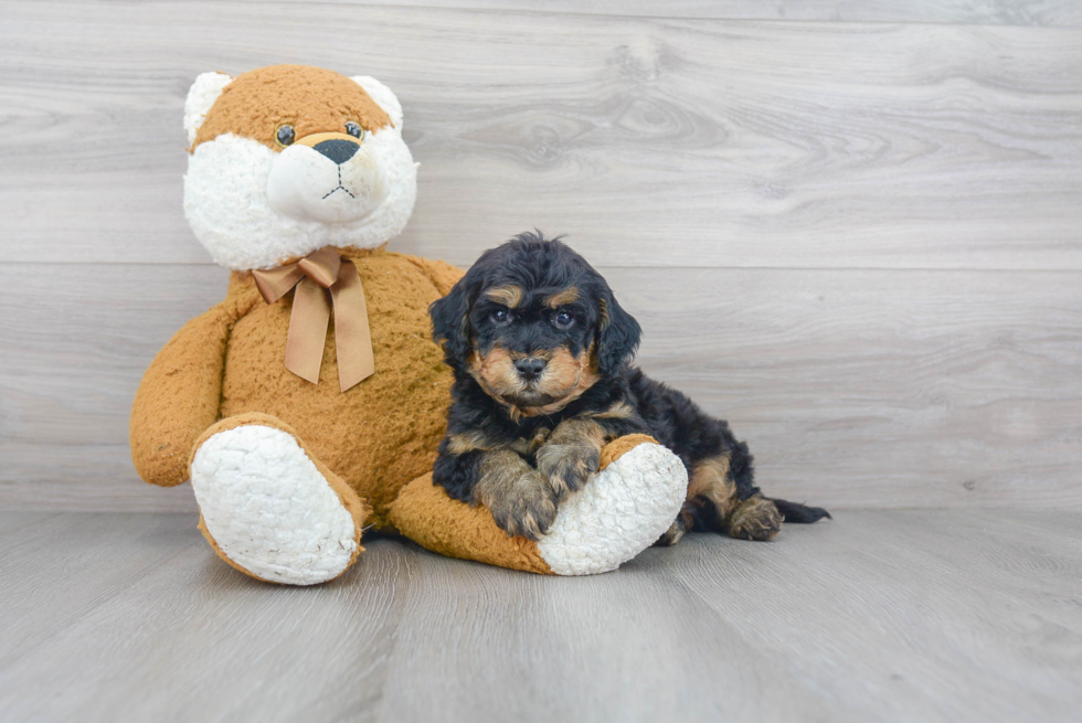 Playful Golden Retriever Poodle Mix Puppy