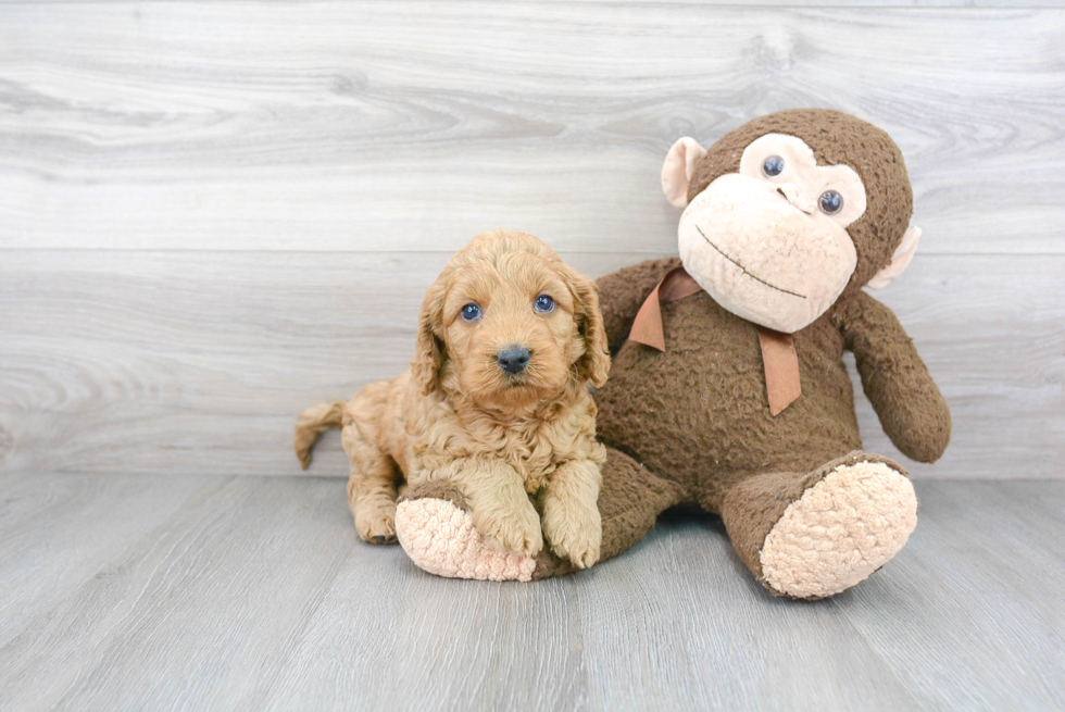 Fluffy Mini Goldendoodle Poodle Mix Pup