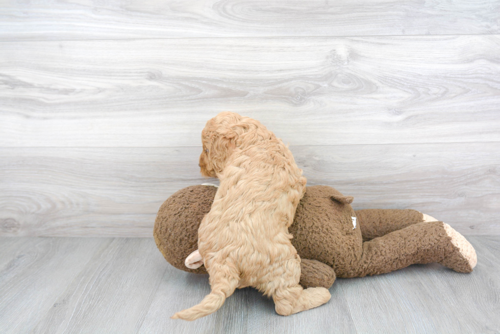 Hypoallergenic Golden Retriever Poodle Mix Puppy