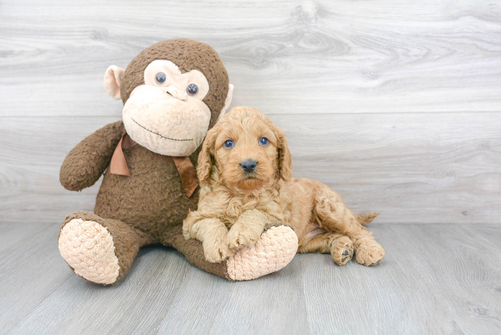 Smart Mini Goldendoodle Poodle Mix Pup