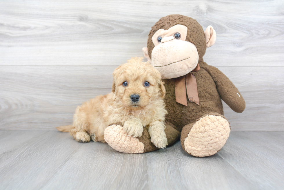 Happy Mini Goldendoodle Baby