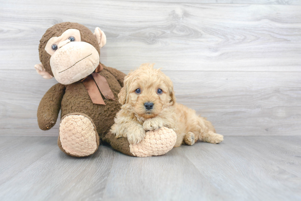 Adorable Golden Retriever Poodle Mix Puppy