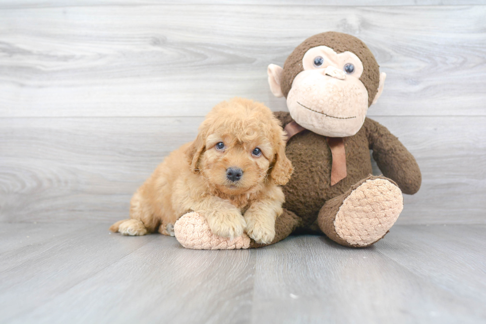 Petite Mini Goldendoodle Poodle Mix Pup