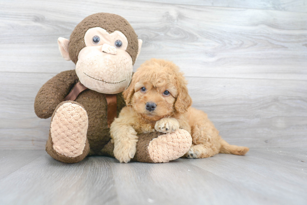 Little Golden Retriever Poodle Mix Puppy