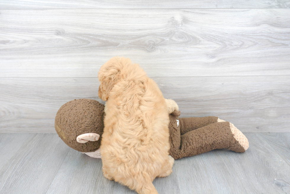 Best Mini Goldendoodle Baby