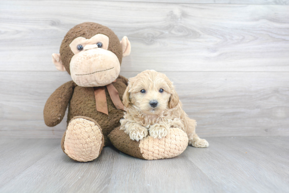 Best Mini Goldendoodle Baby