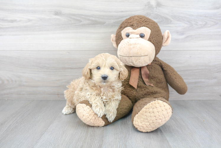 Cute Mini Goldendoodle Baby