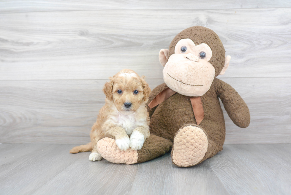 Hypoallergenic Golden Retriever Poodle Mix Puppy