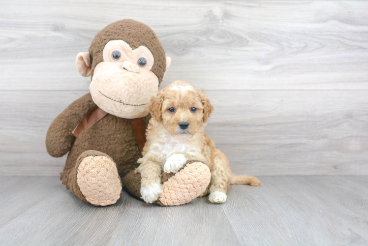 Energetic Golden Retriever Poodle Mix Puppy