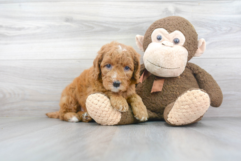 Little Golden Retriever Poodle Mix Puppy