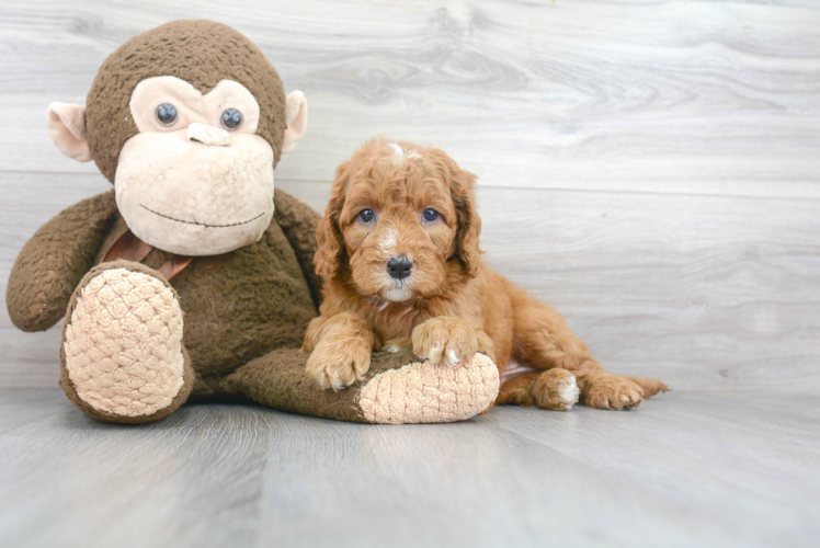 Mini Goldendoodle Puppy for Adoption