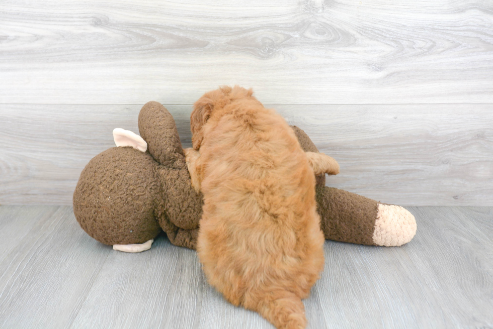 Petite Mini Goldendoodle Poodle Mix Pup