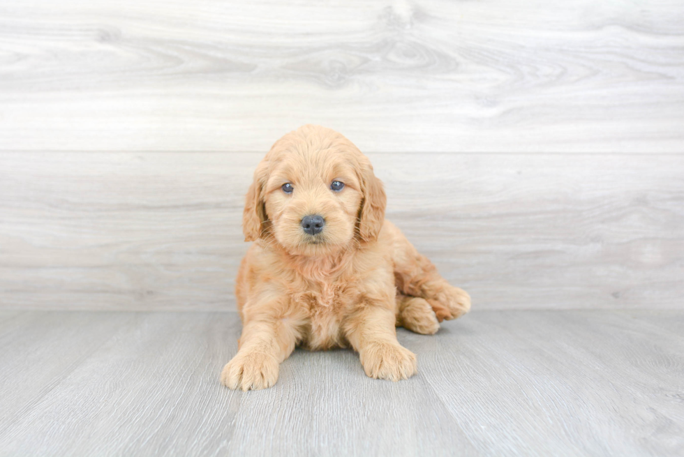 Smart Mini Goldendoodle Poodle Mix Pup