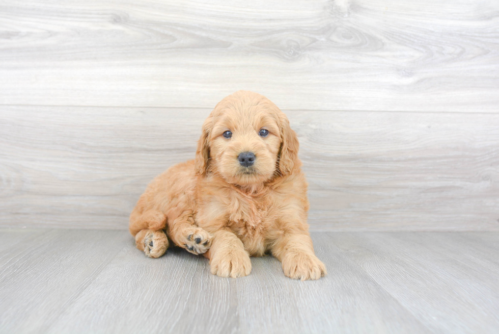 Best Mini Goldendoodle Baby