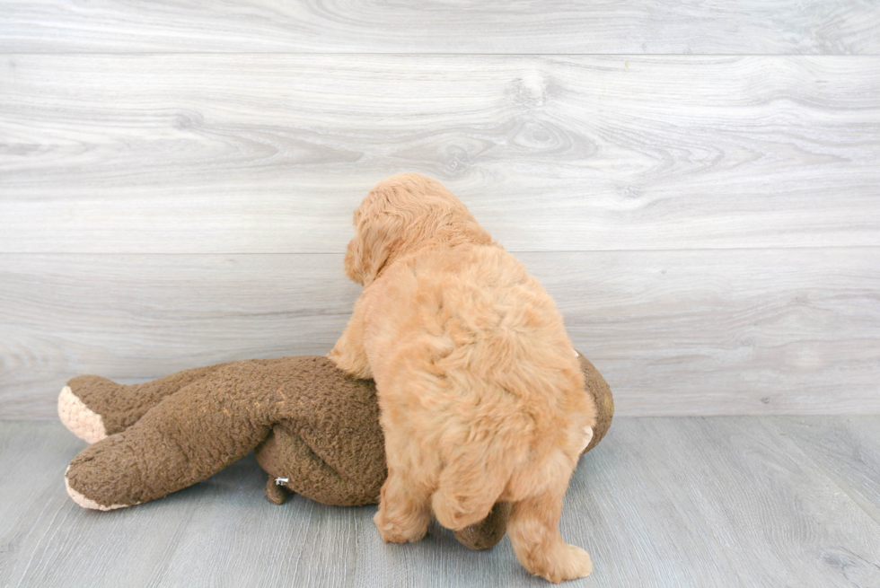 Mini Goldendoodle Puppy for Adoption