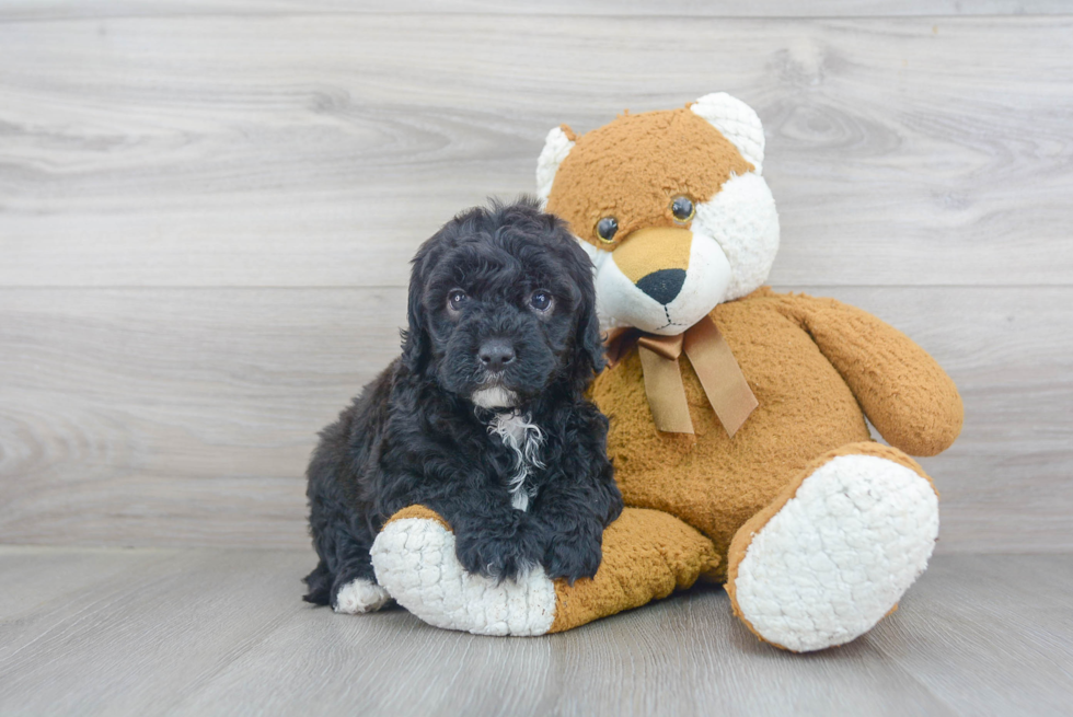 Hypoallergenic Golden Retriever Poodle Mix Puppy